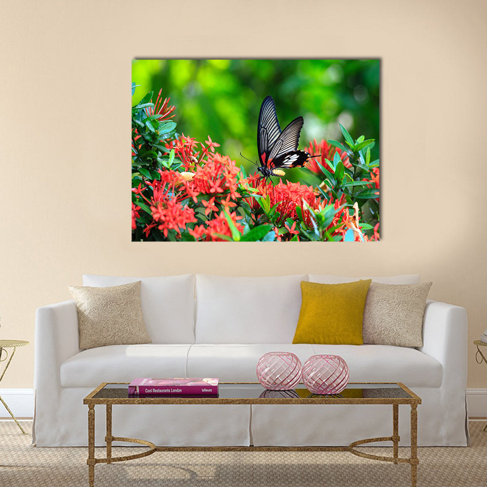 Close up of mail related to perching on red butterfly Multi Panel Canvas Wall Art