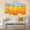 Fields of ripe yellow wheat ready for harvest Multi panel canvas wall art