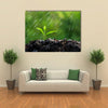 The Green Sprouts Of The Rain Close-Up To The Plant On The Ground, Multi Panel Wall Art