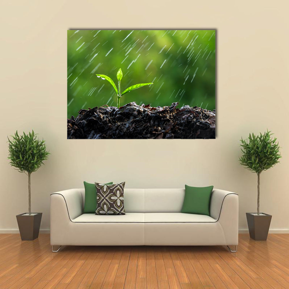 The Green Sprouts Of The Rain Close-Up To The Plant On The Ground, Multi Panel Wall Art