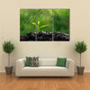 The Green Sprouts Of The Rain Close-Up To The Plant On The Ground, Multi Panel Wall Art