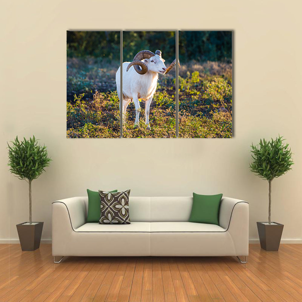 Texas Dall Sheep Ram Standing Tall Looking To The Right Multi Panel Canvas Wall Art