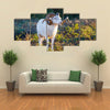 Texas Dall Sheep Ram Standing Tall Looking To The Right Multi Panel Canvas Wall Art