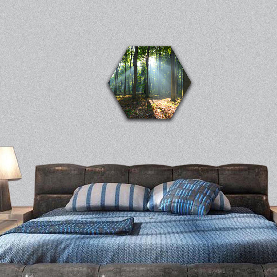 Morning in the forest hexagonal canvas wall art
