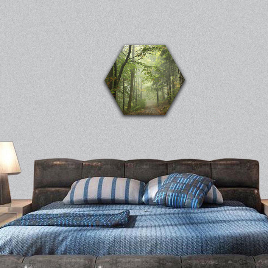 Path through the beech forest in foggy weather hexagonal canvas wall art