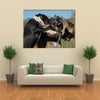 Three Fighting dogs, one Pit Bull Terrier and two Belgian Shepherds Malinois Multi Panel Canvas Wall Art