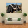 Three Fighting dogs, one Pit Bull Terrier and two Belgian Shepherds Malinois Multi Panel Canvas Wall Art