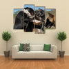 Three Fighting dogs, one Pit Bull Terrier and two Belgian Shepherds Malinois Multi Panel Canvas Wall Art