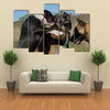 Three Fighting dogs, one Pit Bull Terrier and two Belgian Shepherds Malinois Multi Panel Canvas Wall Art