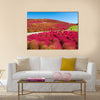 Beautiful kochias hill in autumn season at Hitachi seaside park , Ibaraki prefecture , Japan, Wall Art