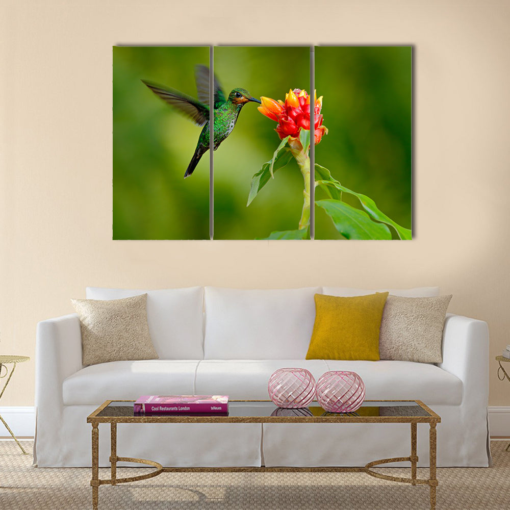 Hummingbird Green Heliodoxa jacula, green bird feeding Multi panel canvas wall art