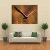 Flying bird of prey, Harris Hawk, Parabuteo unicinctus, in grass Multi Panel Canvas Wall Art