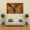 Flying bird of prey, Harris Hawk, Parabuteo unicinctus, in grass Multi Panel Canvas Wall Art