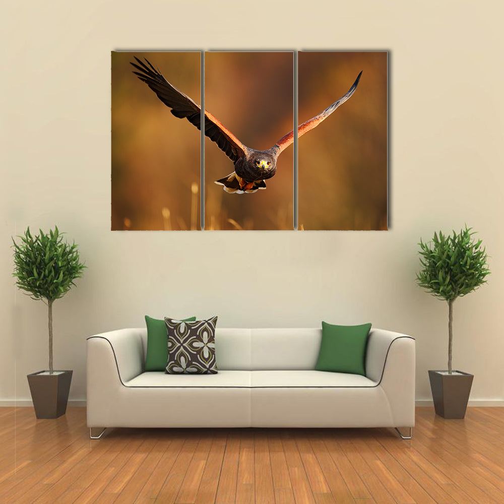 Flying bird of prey, Harris Hawk, Parabuteo unicinctus, in grass Multi Panel Canvas Wall Art