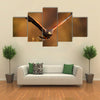 Flying bird of prey, Harris Hawk, Parabuteo unicinctus, in grass Multi Panel Canvas Wall Art