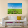 Growing corn field, green agricultural landscape Multi panel canvas wall art