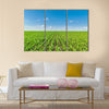 Growing corn field, green agricultural landscape Multi panel canvas wall art