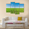 Growing corn field, green agricultural landscape Multi panel canvas wall art