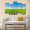 Growing corn field, green agricultural landscape Multi panel canvas wall art