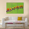 Nine of Sun Conure Parrot bird perching on a branch on green background Multi panel canvas wall art