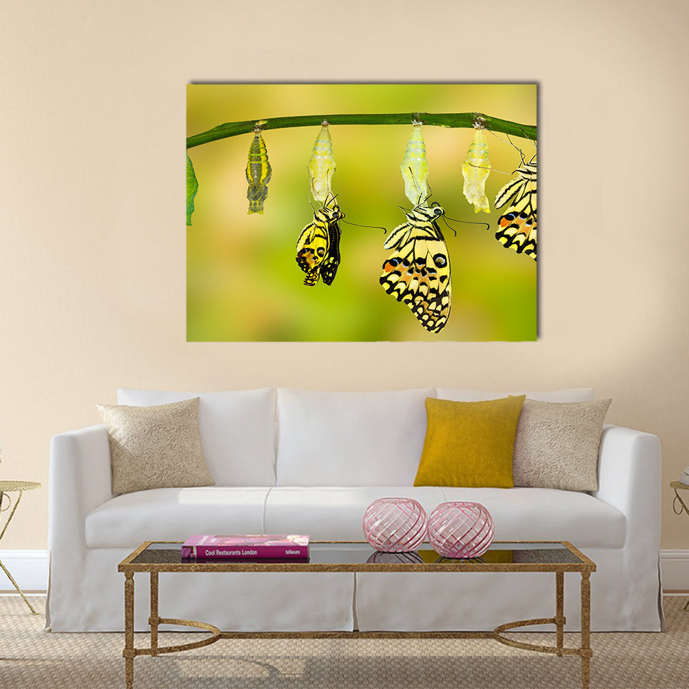 Transformation of Lime Butterfly ( papilio demoleus ) Multi Panel Canvas Wall Art