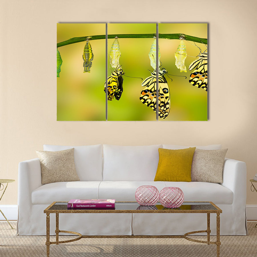 Transformation of Lime Butterfly ( papilio demoleus ) Multi Panel Canvas Wall Art