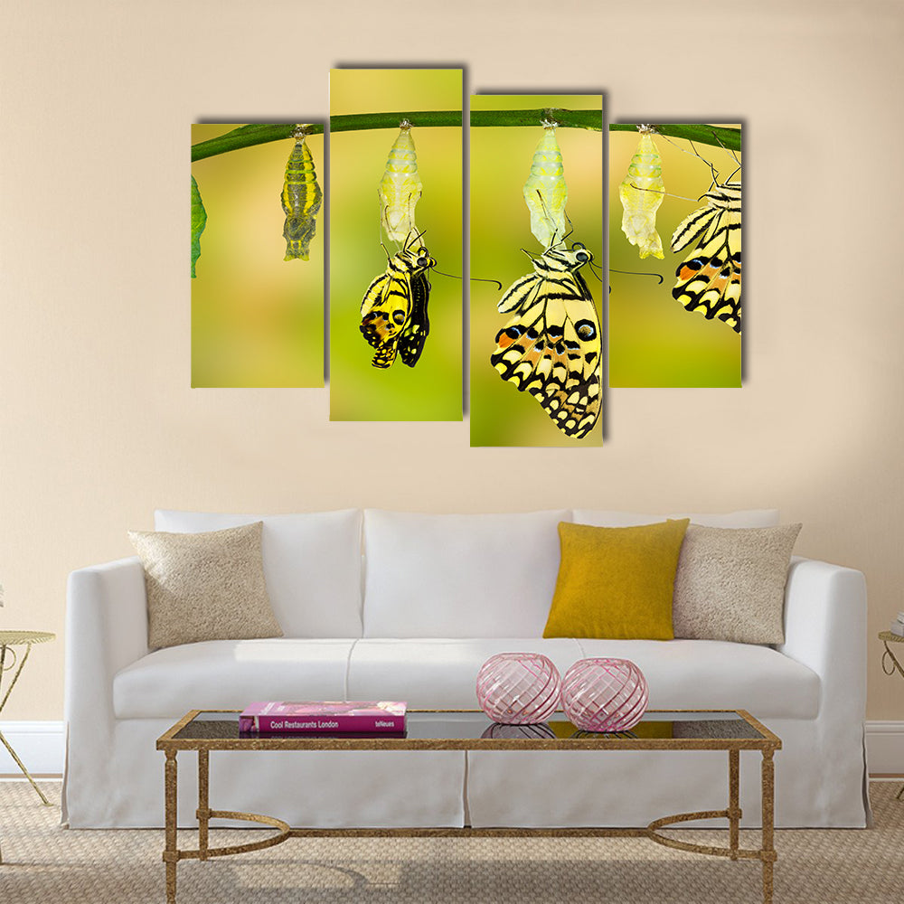 Transformation of Lime Butterfly ( papilio demoleus ) Multi Panel Canvas Wall Art