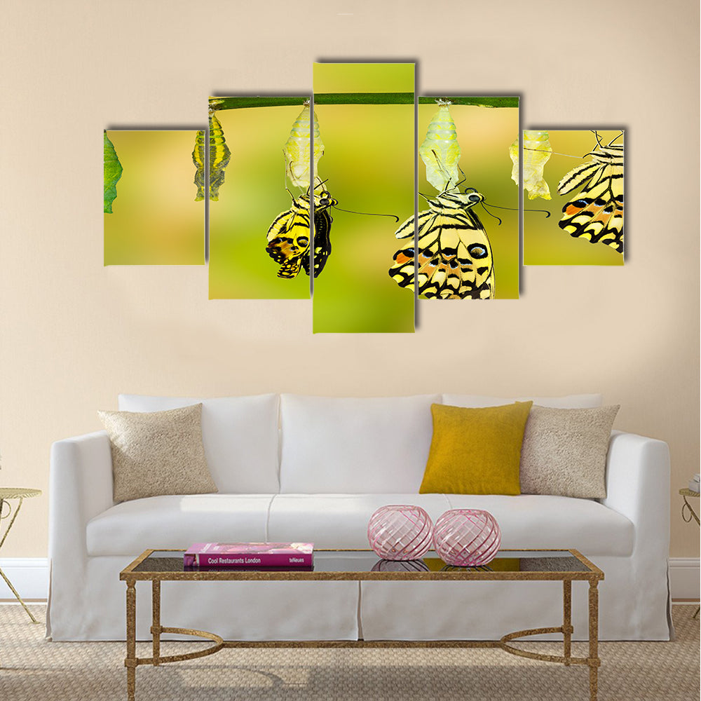 Transformation of Lime Butterfly ( papilio demoleus ) Multi Panel Canvas Wall Art
