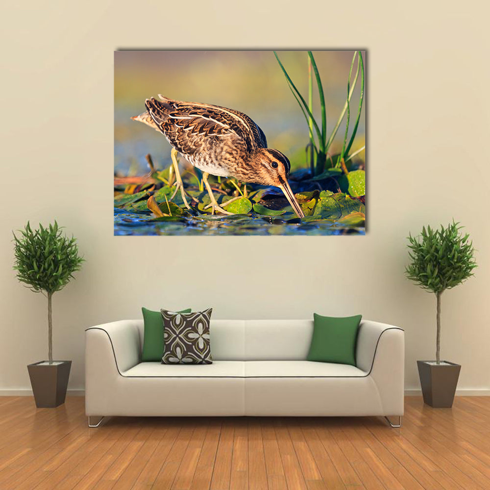 Snipe gets Food from Under the Mud, Snipe, Sandpipers, Bird hunting, Bird hunt is on, Water birds, long beak Multi Panel Canvas Wall Art