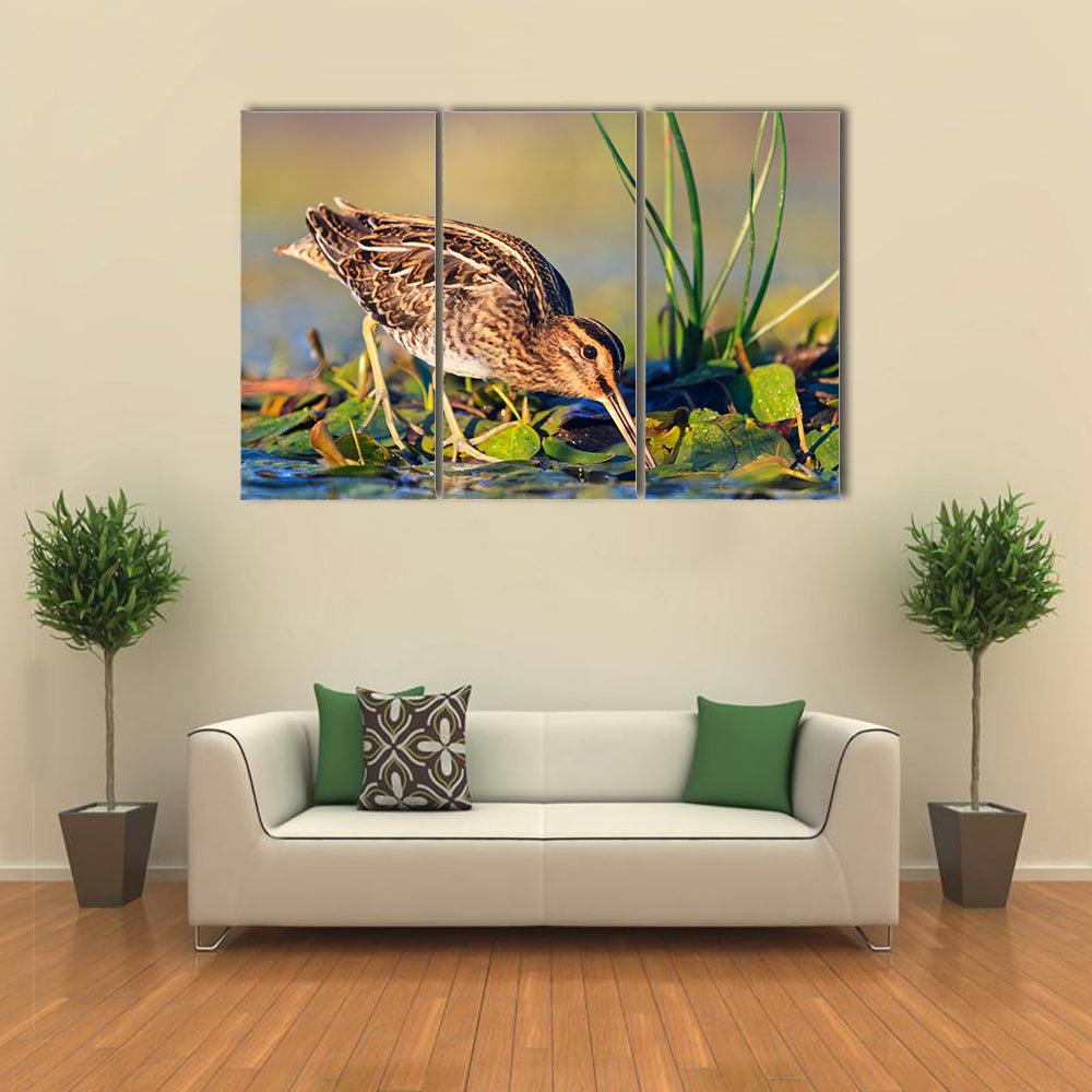 Snipe gets Food from Under the Mud, Snipe, Sandpipers, Bird hunting, Bird hunt is on, Water birds, long beak Multi Panel Canvas Wall Art