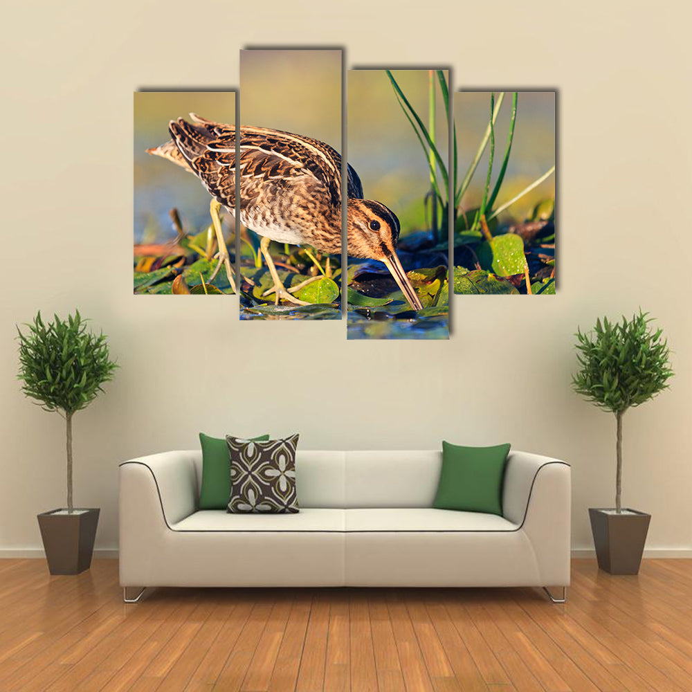 Snipe gets Food from Under the Mud, Snipe, Sandpipers, Bird hunting, Bird hunt is on, Water birds, long beak Multi Panel Canvas Wall Art