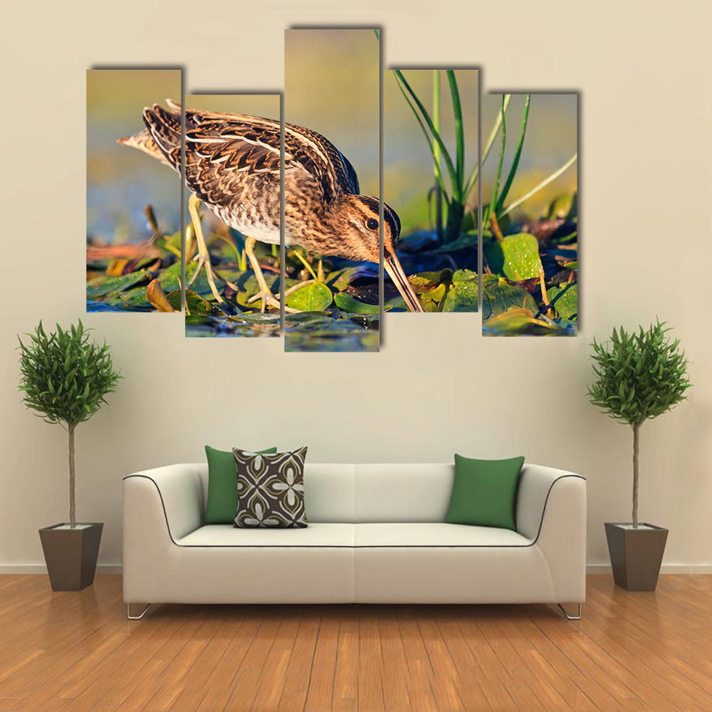 Snipe gets Food from Under the Mud, Snipe, Sandpipers, Bird hunting, Bird hunt is on, Water birds, long beak Multi Panel Canvas Wall Art