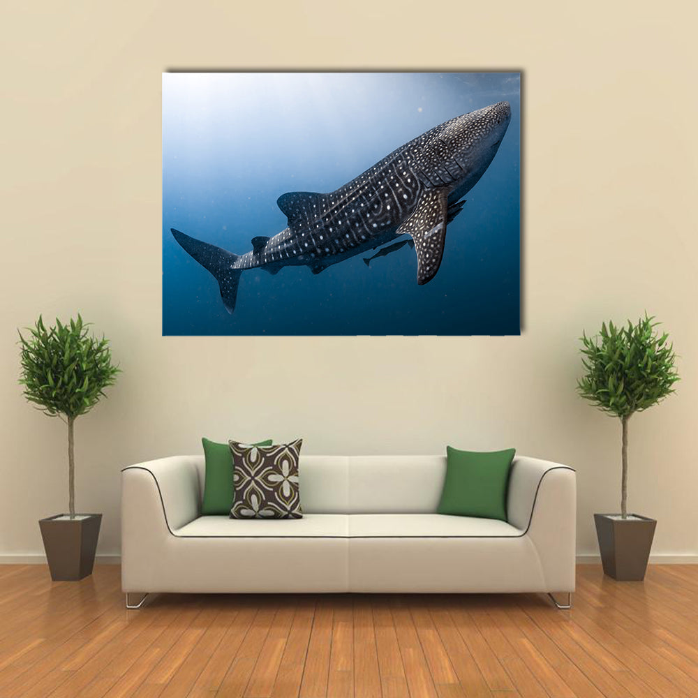 Whale Shark Very Near Looking at you Underwater in Papua Multi Panel Canvas Wall Art
