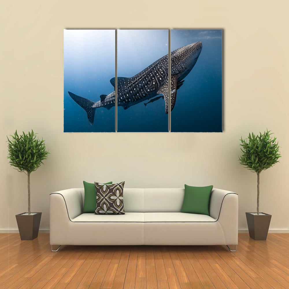 Whale Shark Very Near Looking at you Underwater in Papua Multi Panel Canvas Wall Art