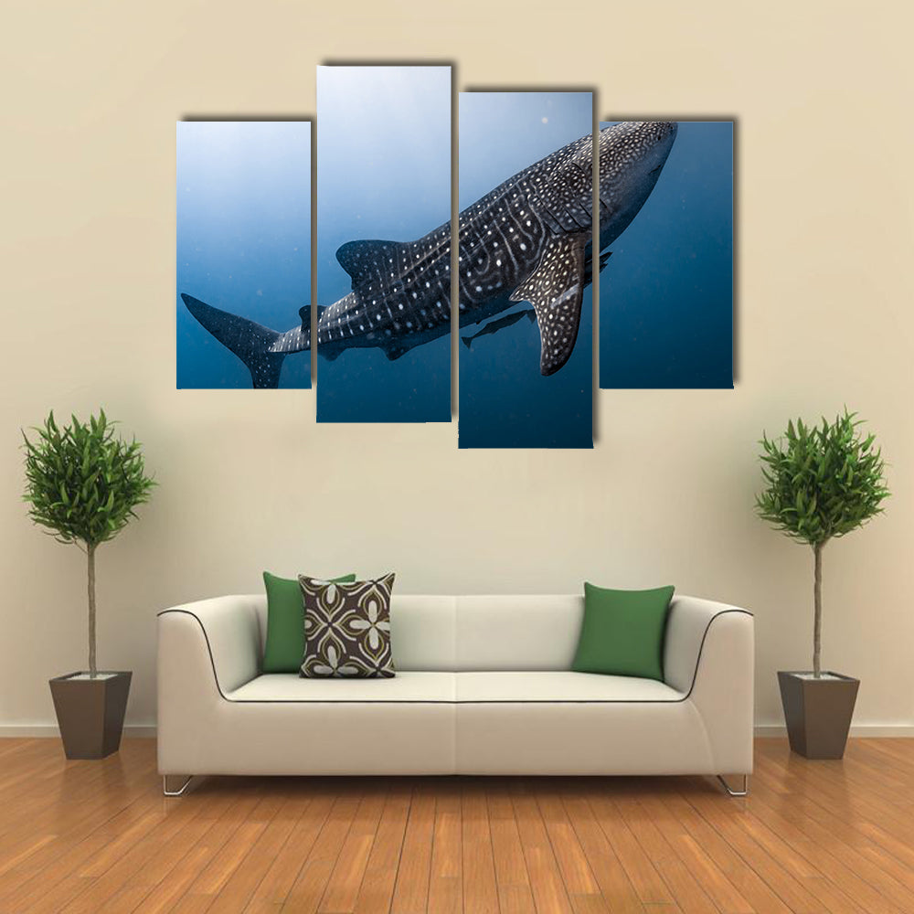 Whale Shark Very Near Looking at you Underwater in Papua Multi Panel Canvas Wall Art