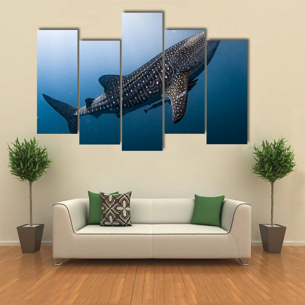 Whale Shark Very Near Looking at you Underwater in Papua Multi Panel Canvas Wall Art