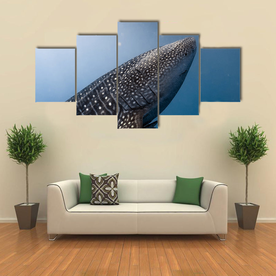 Whale Shark Very Near Looking at you Underwater in Papua Multi Panel Canvas Wall Art