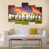 King Penguins in the Falkland Islands multi Panel Canvas wall Art