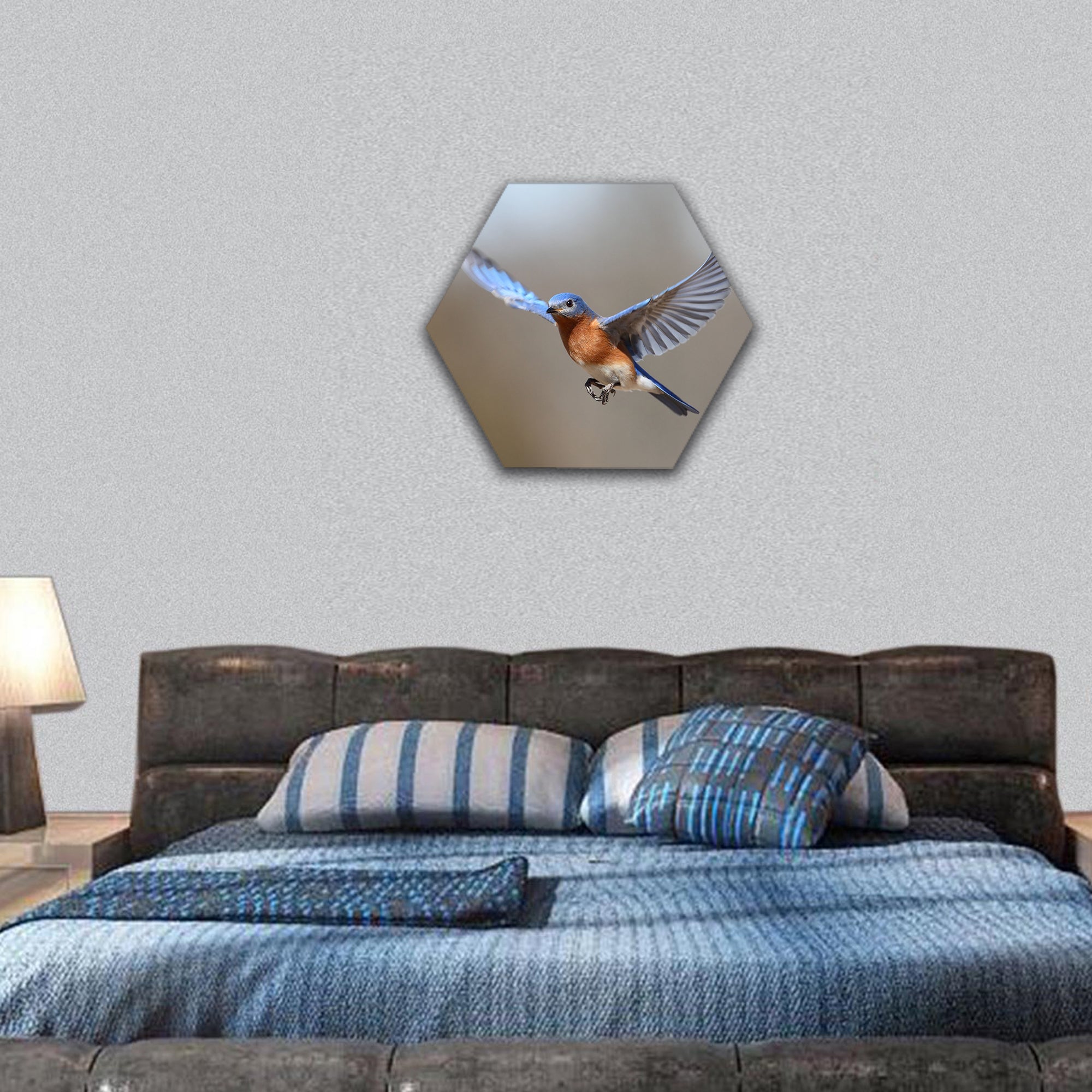 Male Eastern Bluebird (Sialia sialis) in flight hexagonal canvas wall art