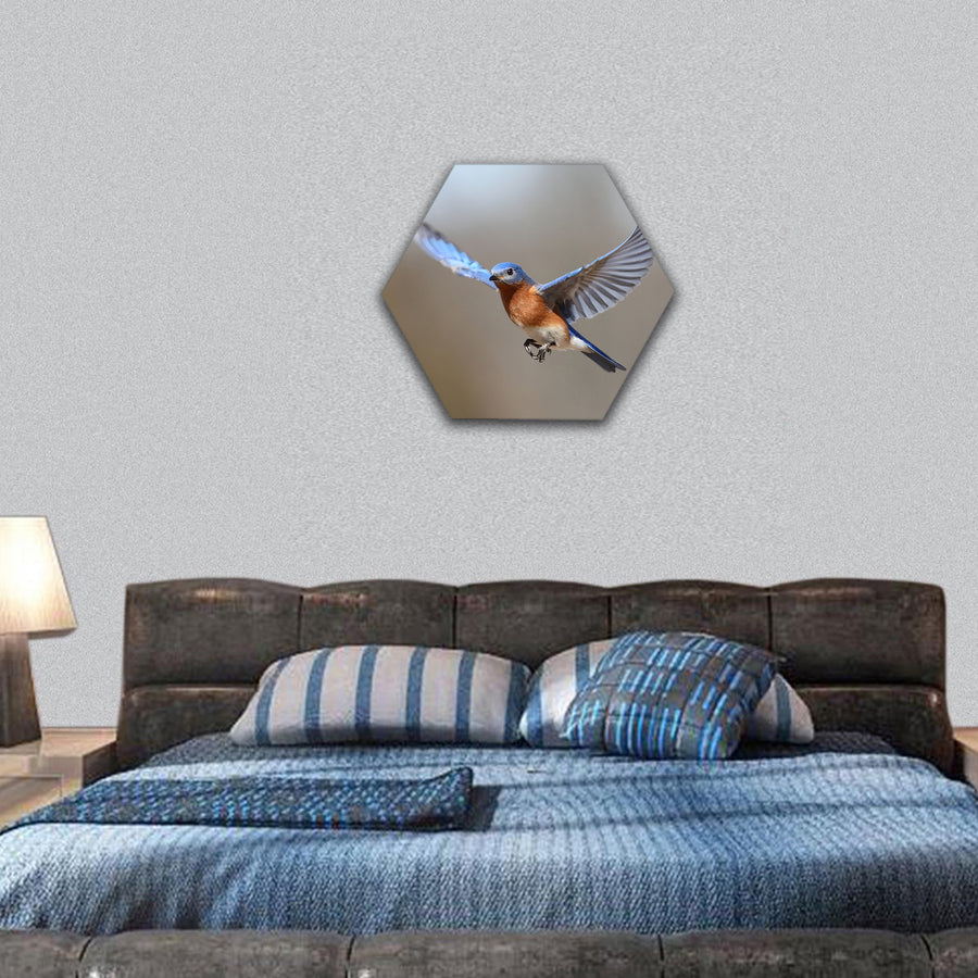 Male Eastern Bluebird (Sialia sialis) in flight hexagonal canvas wall art