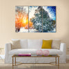 Sunlight breaks through the pine trees in winter. Multi panel canvas wall art