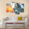 Sunlight breaks through the pine trees in winter. Multi panel canvas wall art