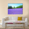 Lavender Flower Fields in Hokkaido, Japan, Wall Art