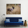 Walking with Boston Terrier in Autumn through brown grass Multi Panel Canvas Wall Art