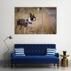 Walking with Boston Terrier in Autumn through brown grass Multi Panel Canvas Wall Art