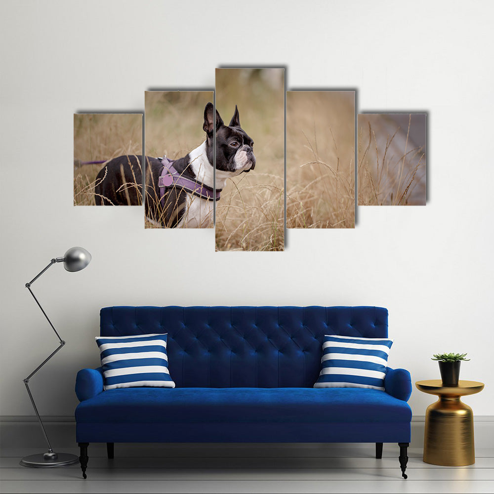 Walking with Boston Terrier in Autumn through brown grass Multi Panel Canvas Wall Art