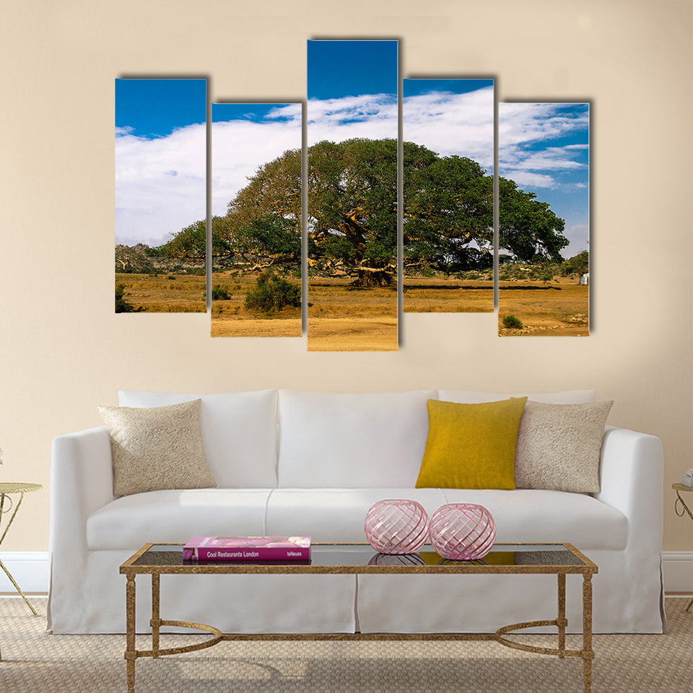 The Heroic Ficus Daaro Sycamore at Segheneyti, symbol of Eritrea multi panel canvas wall art
