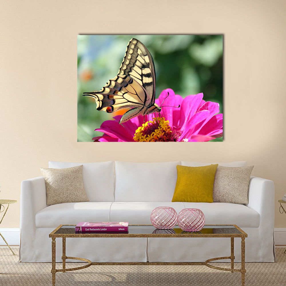 Butterfly (Papilio Machaon) sitting on flower (zinnia) Multi Panel Canvas Wall Art