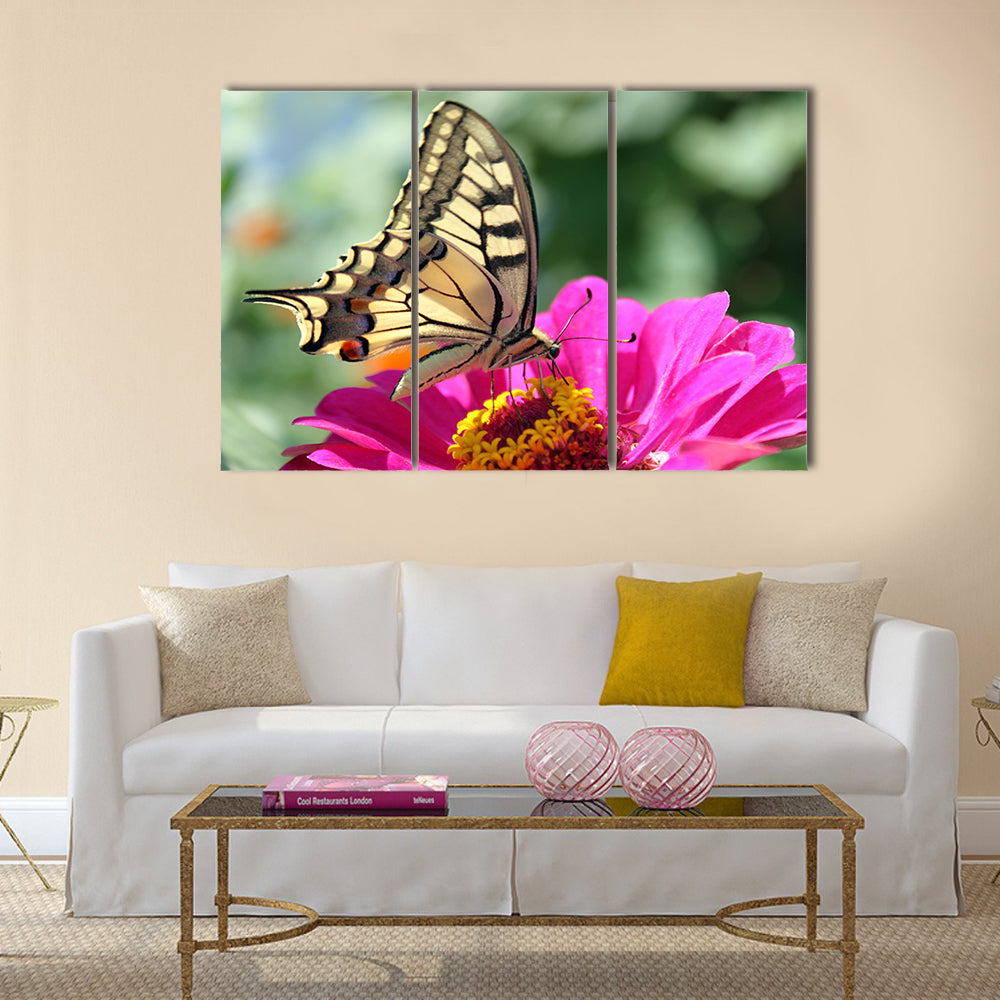 Butterfly (Papilio Machaon) sitting on flower (zinnia) Multi Panel Canvas Wall Art