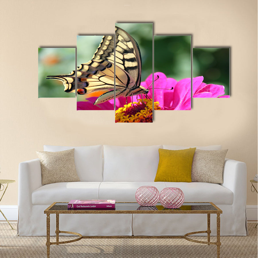 Butterfly (Papilio Machaon) sitting on flower (zinnia) Multi Panel Canvas Wall Art